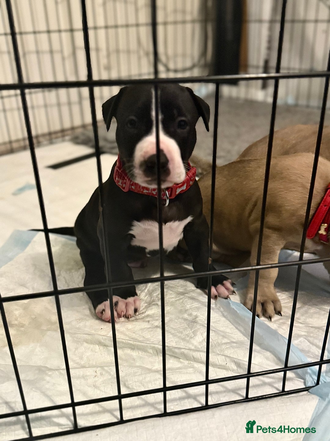 Mixed Breed dogs for sale: Malinos x bull mix  - Image 3