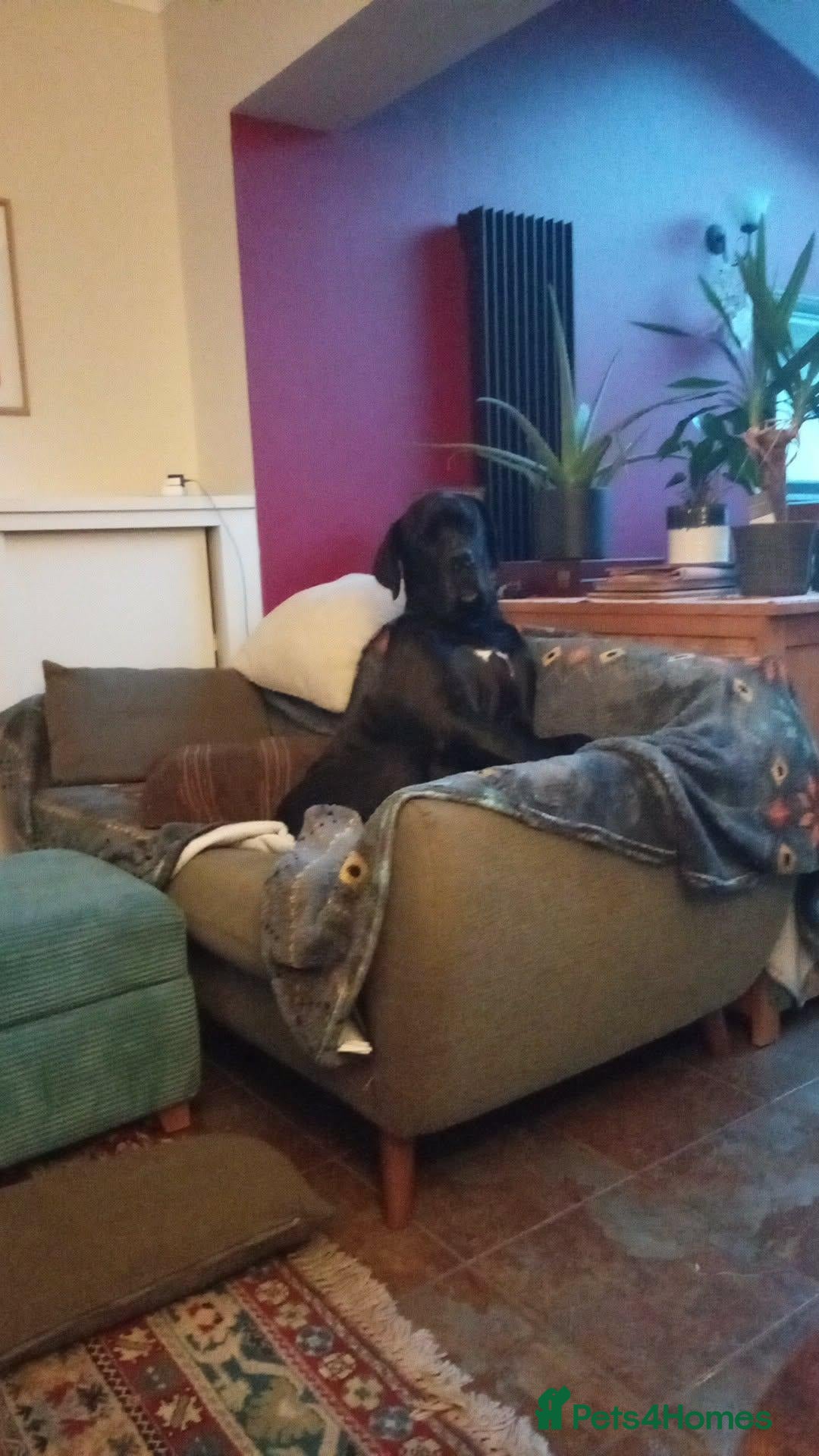 Great Dane dogs Dog for Adoption - Advert 1