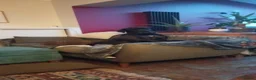 Great Dane dogs for sale: Dog for Adoption in Plymouth - Advert 1