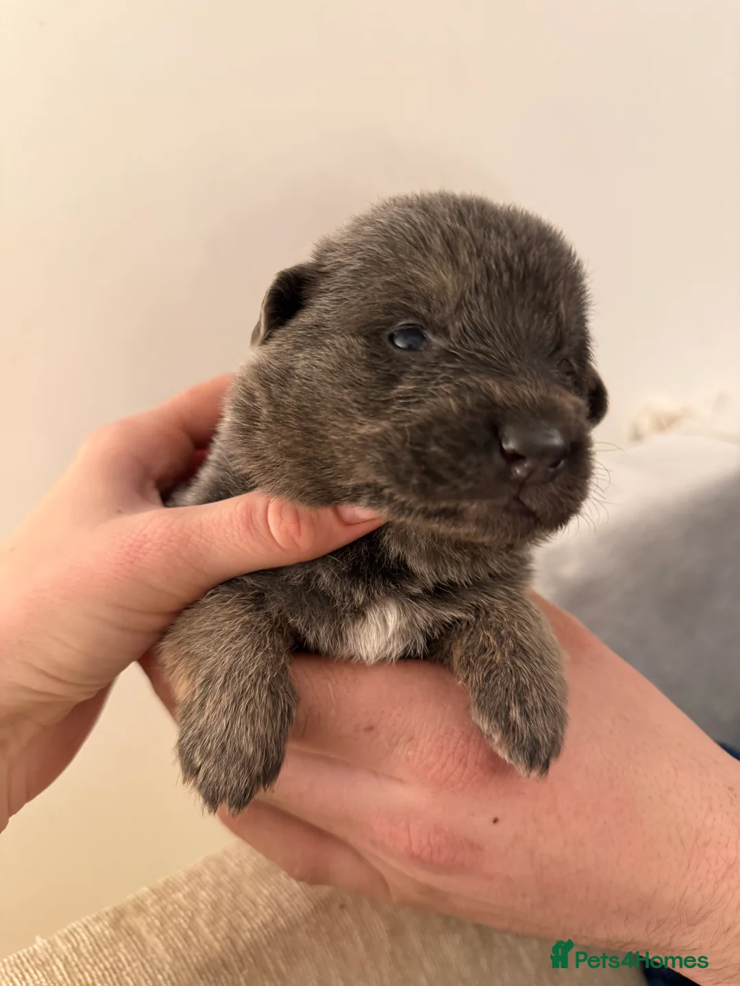 German Shepherd dogs for sale: German Shepherd Puppies - Advert 8