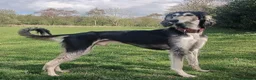 Saluki dogs for sale: Saluki Greyhound Puppies in Crook - Advert 7