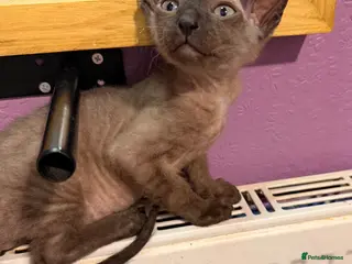 Sphynx cats 2 beautiful boys left 🐾🤎🖤 - Advert 3