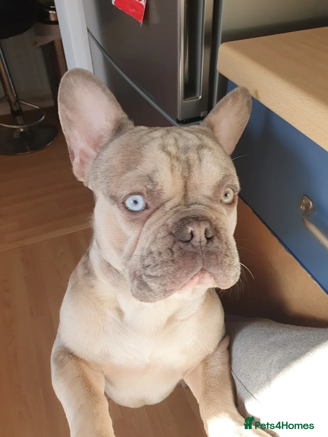 French Bulldog dogs for stud: Two different colour eye Lilac Fawn Cream Merle in St Albans - Advert 3
