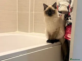 Ragdoll cats Beautiful male seal point ragdoll kitten - Advert 1