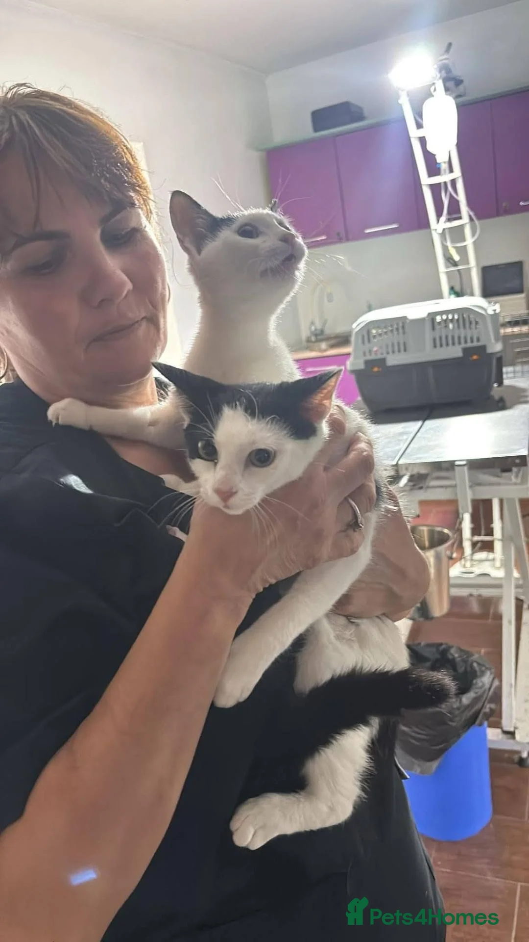 Mixed Breed cats for adoption: Elsa for adoption - Advert 4