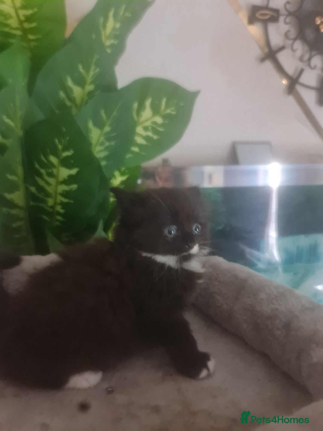 Mixed Breed cats for sale: Stunning  kittens looking  4 new home - Image 5