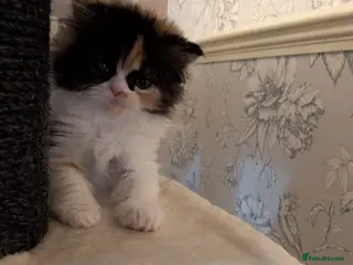 Persian cats Persian - Advert 5