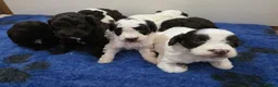 Cockapoo dogs for sale: F1b chocolate & parti roan cockapoos.HEALTH TESTED - Advert 13