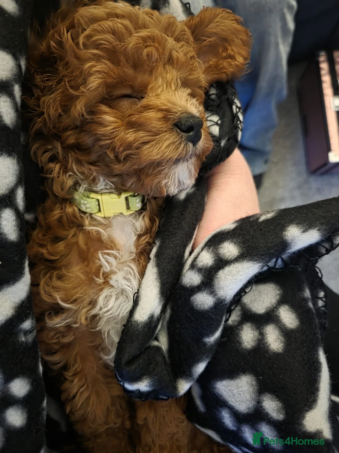 Cavapoo dogs for sale:  1 boy remaining. Health tested stunning cavapoos - Advert 29