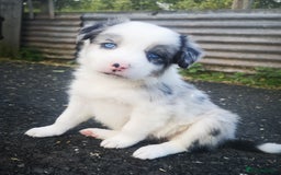 Border Collie dogs for sale: Beautiful Fluffy Collie Puppies  - Image 13