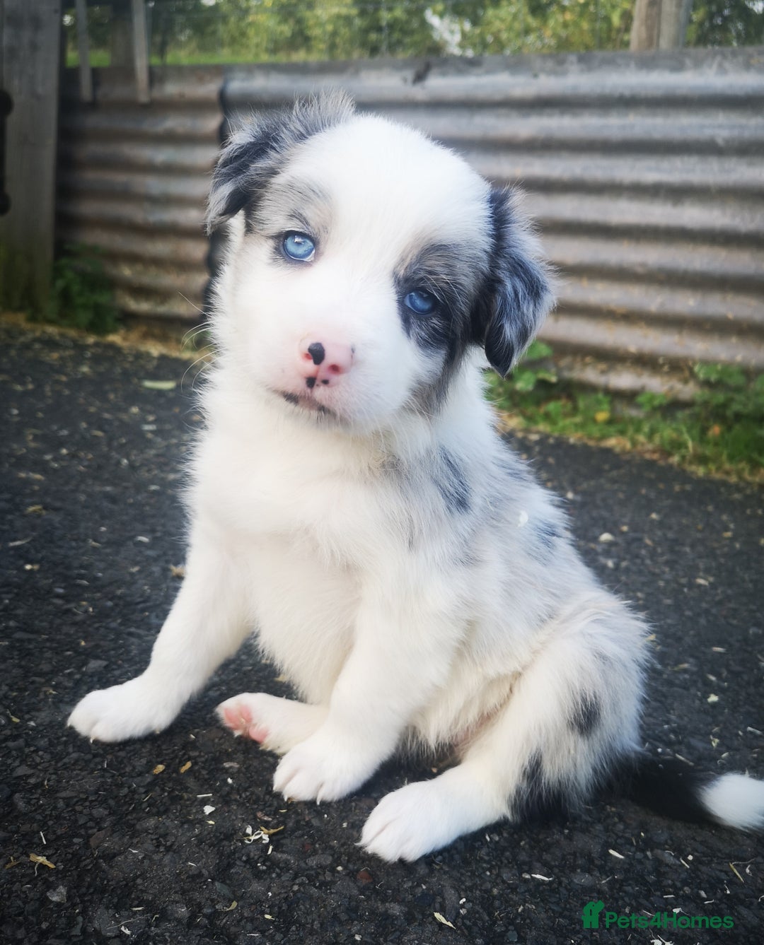 Border Collie dogs for sale: Beautiful Fluffy Collie Puppies  - Image 13