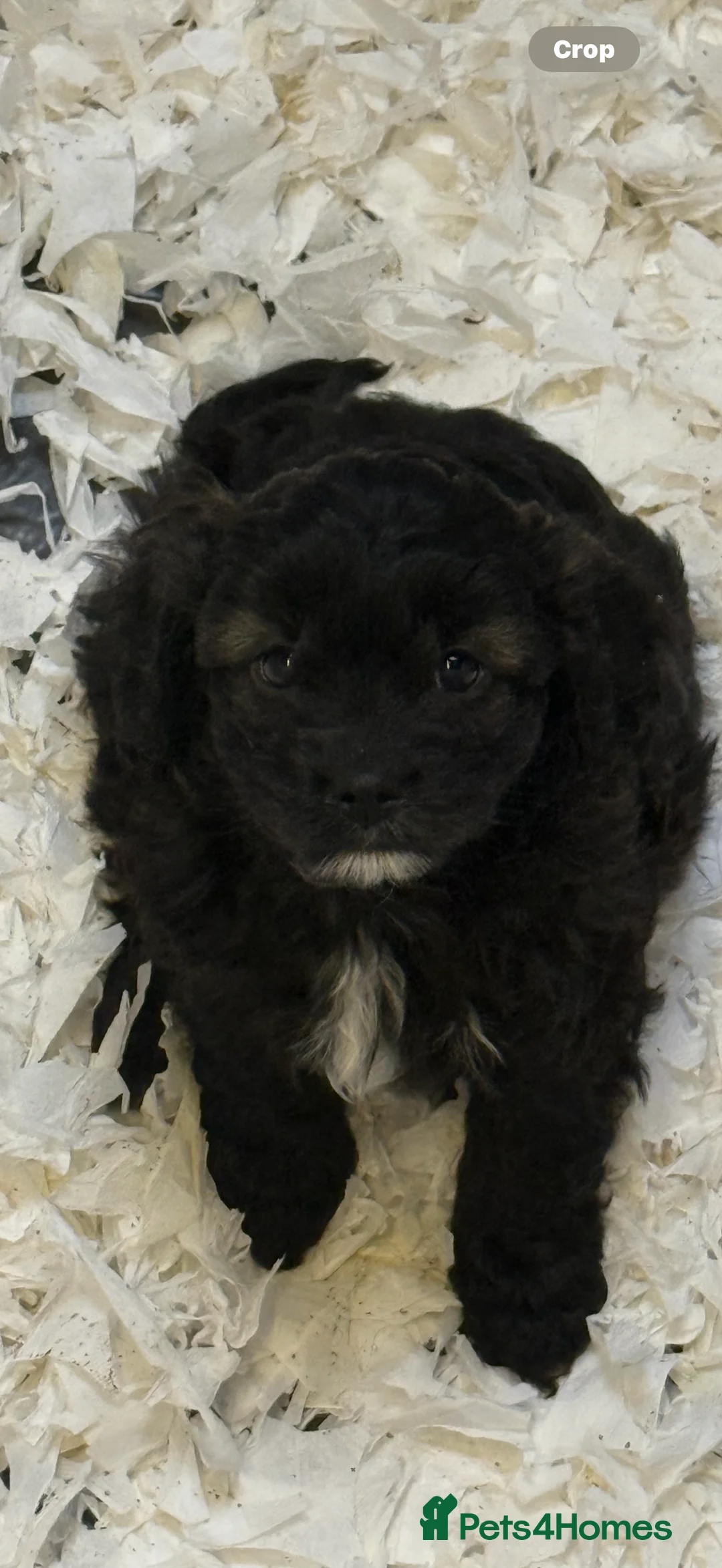 Cavapoo dogs for sale: Ready Now Stunning F1 Cavapoo boy - Advert 1