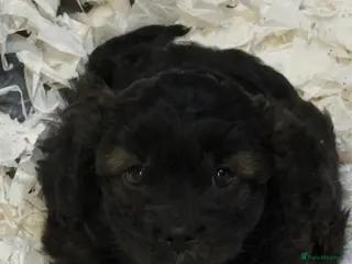 Cavapoo dogs Ready Now Stunning F1 Cavapoos - Advert 4