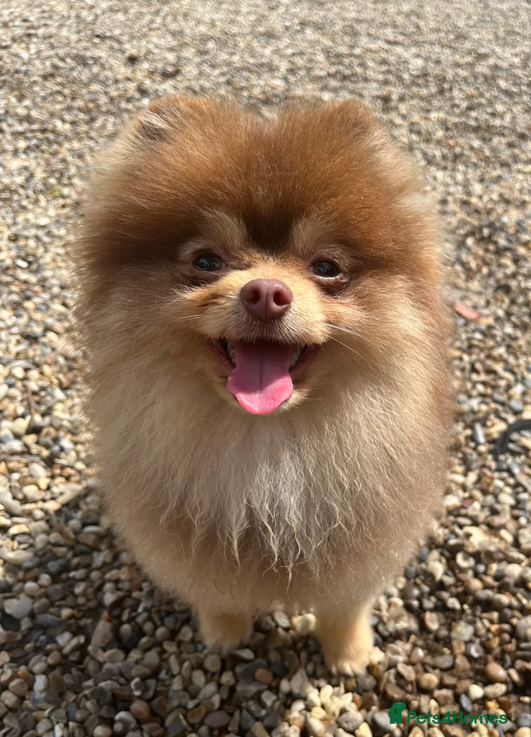 Pomeranian dogs for stud: STUD - TINY Russian & Taiwanese CHIAO LI YA  in Romford - Advert 7