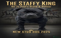 Staffordshire Bull Terrier dogs for stud: Phenomenal fertility- New Stud dog 2025 - Image 1