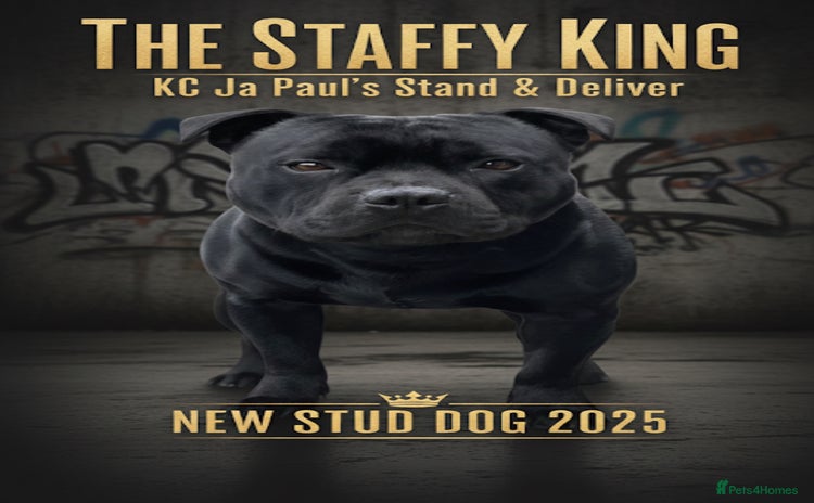 Staffordshire Bull Terrier dogs - Advert 7
