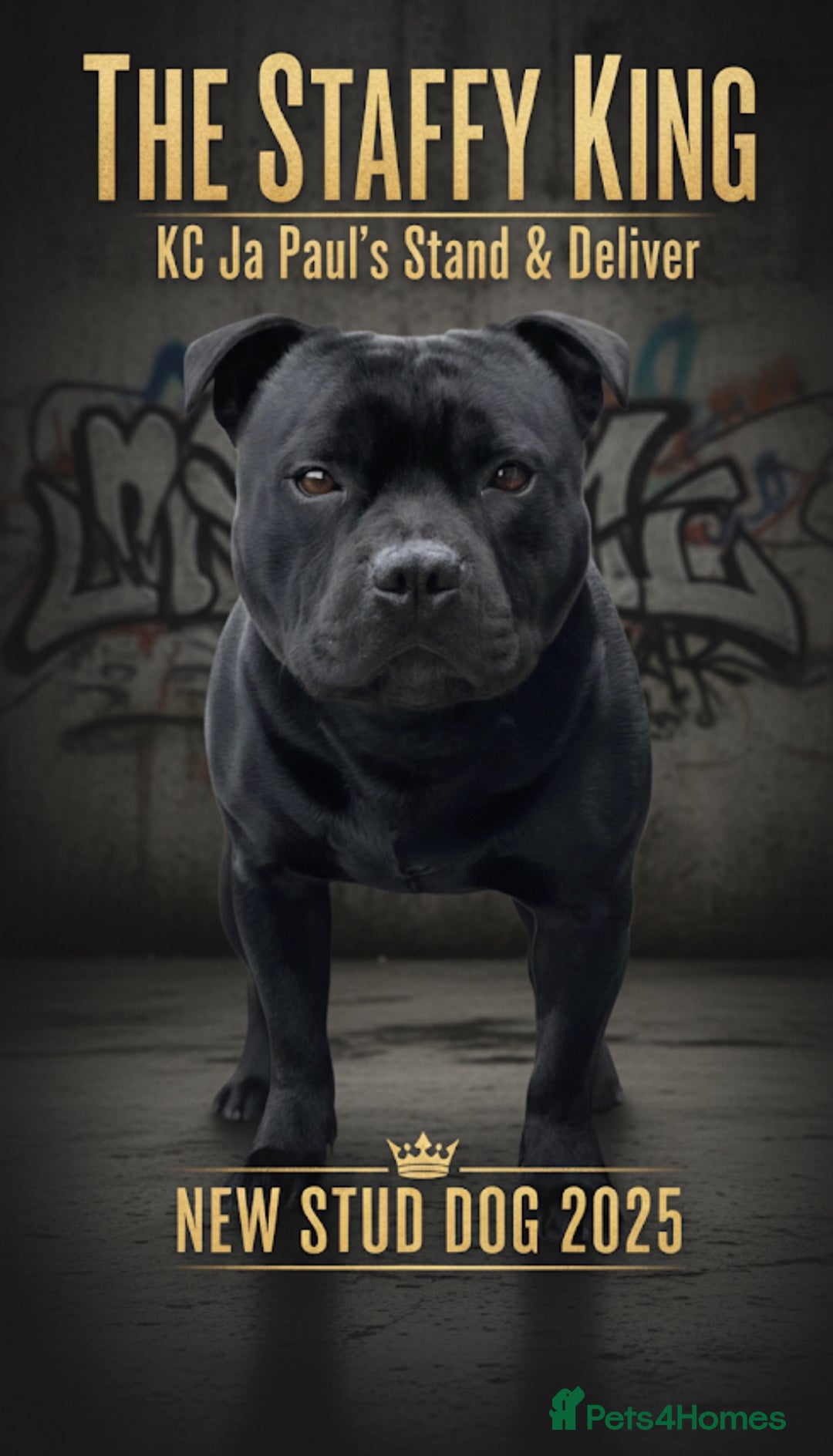 Staffordshire Bull Terrier dogs for stud: Phenomenal fertility- New Stud dog 2025 - Image 1