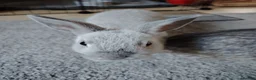 Netherland Dwarf rabbits for sale: Young Netherland Dwarf rabbit  in Coulsdon - Advert 3