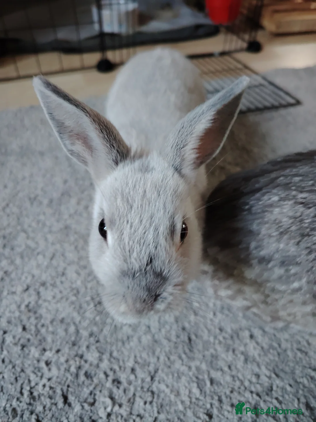 Netherland Dwarf rabbits for sale: Young Netherland Dwarf rabbit  in Coulsdon - Advert 3