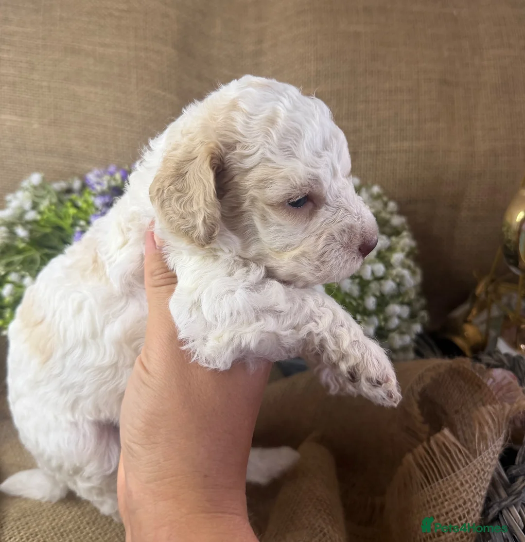 Lagotto Romagnolo dogs for sale: Cuteness overload Lagotto Romangnolo Puppies  - Advert 2