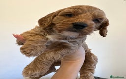 Cockapoo dogs for sale: Cockerpoo - Advert 10