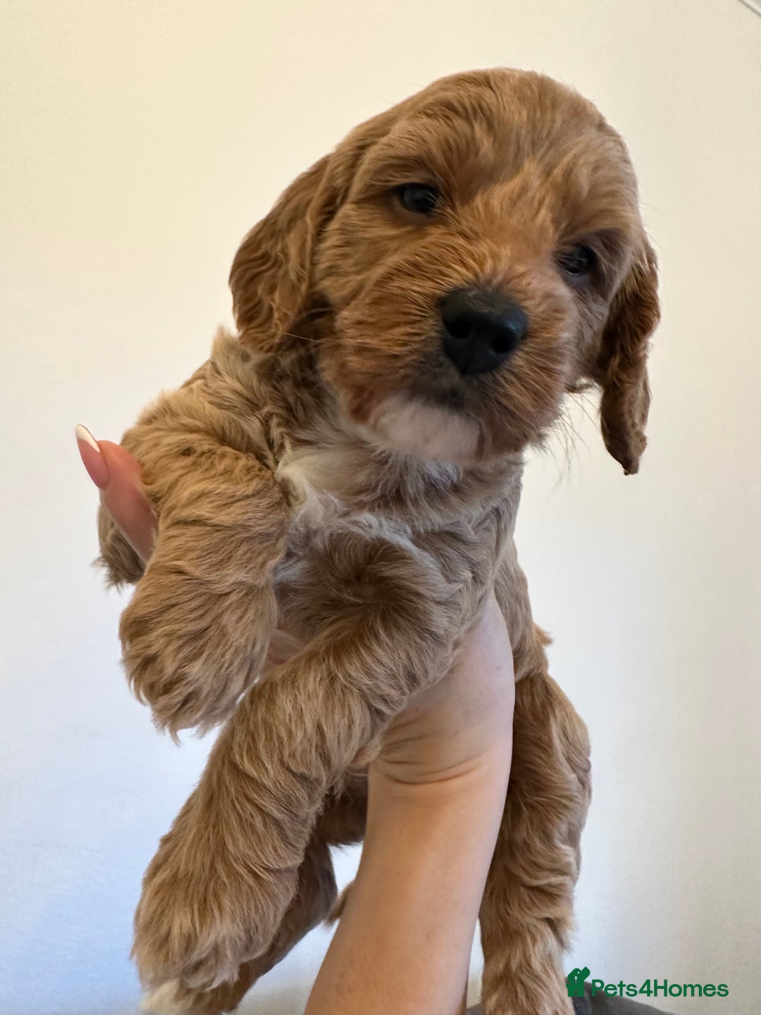 Cockapoo dogs for sale: Cockerpoo - Advert 10