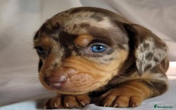 Miniature Dachshund dogs for sale: Miniature Dachshund puppies! - Image 11