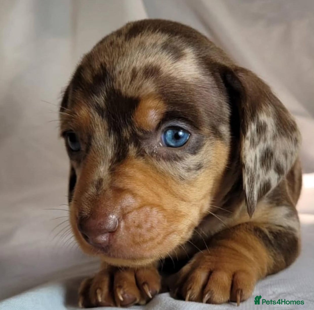 Miniature Dachshund dogs for sale: Miniature Dachshund puppies! - Image 11