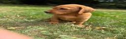 Labrador Retriever dogs for sale: Kc reg ftch Labrador puppies - Advert 13