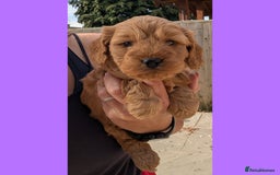 Cockapoo dogs for sale: 1 x Beautiful Red Cockerpoo Pup For Sale - Image 10