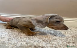 Miniature Dachshund dogs for sale: KC Registered Miniature Dachshund - 2 Boys Left! - Image 15