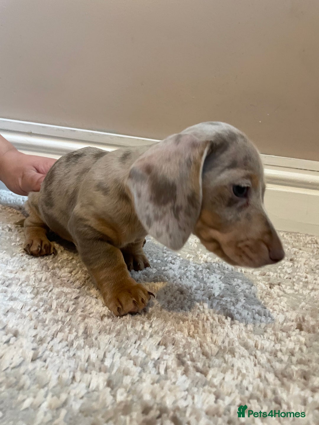 Miniature Dachshund dogs for sale: KC Registered Miniature Dachshund - 2 Boys Left! - Image 15