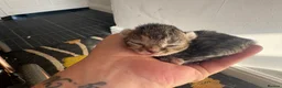 Mixed Breed cats for sale: Beautiful litter - Advert 24