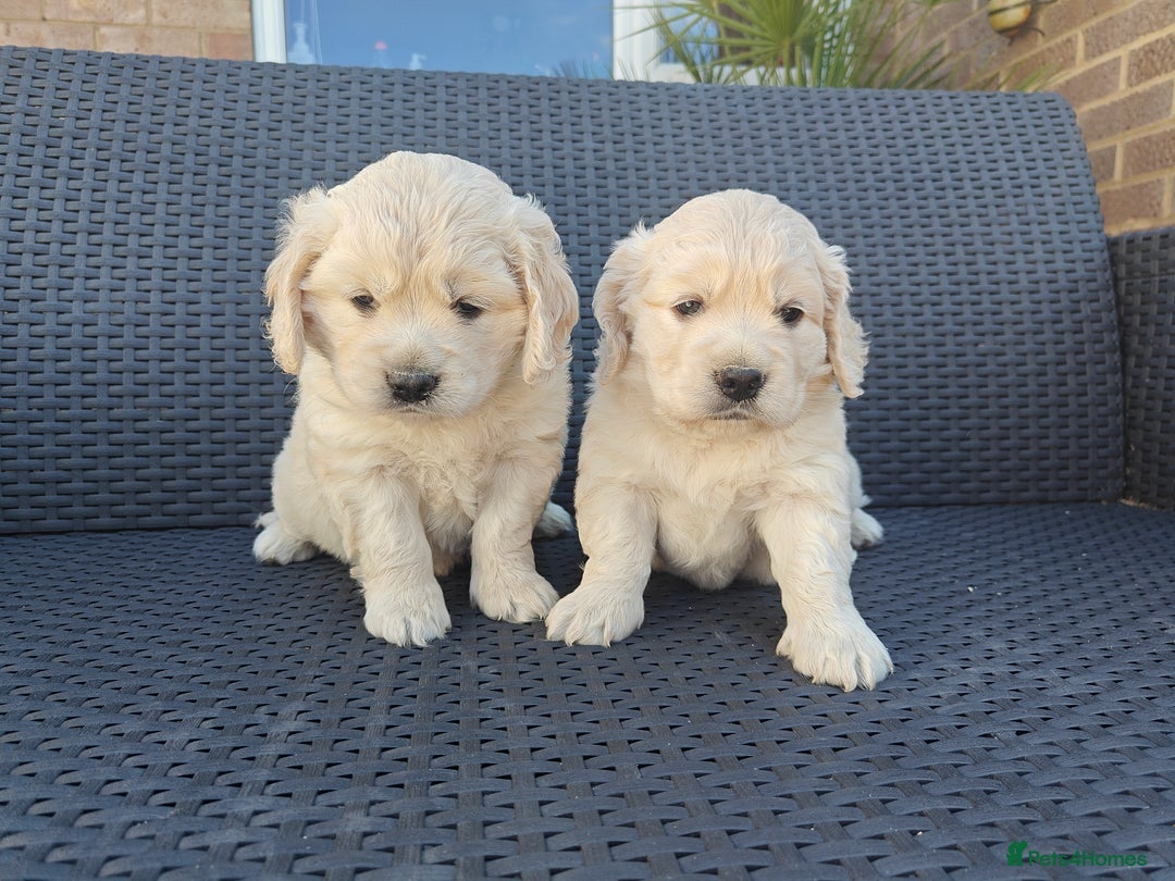 Mixed Breed dogs for sale: 🐾 Dakota Sports Retrievers 🐾 (Mini Retrievers)  - Image 4