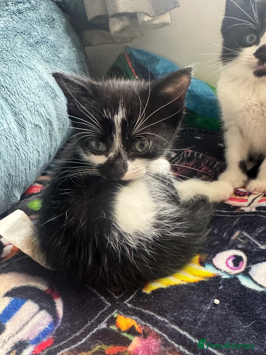 Domestic Shorthair cats for sale: 2 males 1 female kittens 8 weeks old 21/02/26  - Advert 6