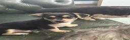 Mixed Breed dogs for sale: Maltese x JackChi puppies - ready to go - Advert 11