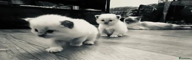 Ragdoll 3