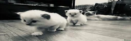 Ragdoll cats for sale: 3 kittens, 5 weeks old - Advert 10