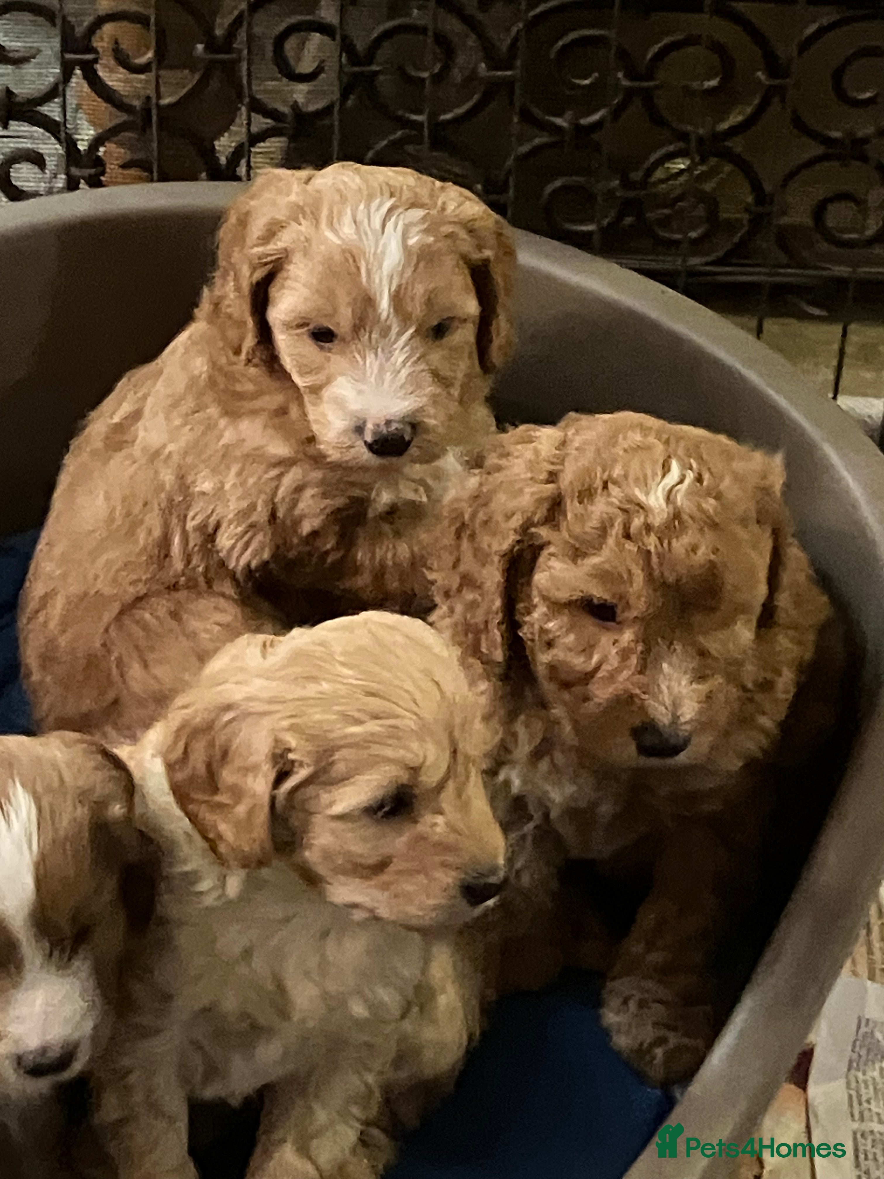 Mixed Breed dogs AUSTRALIAN LABRADOODLE PUPPIES - Advert 3