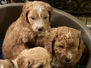Mixed Breed dogs AUSTRALIAN LABRADOODLE PUPPIES - Advert 18