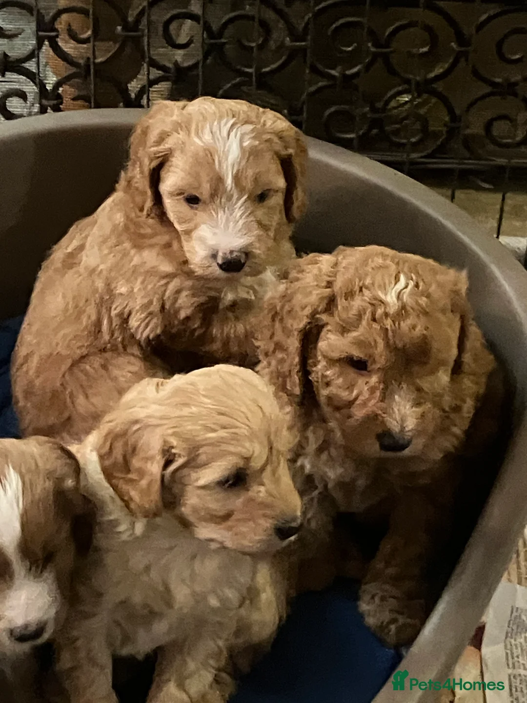 Mixed Breed dogs for sale: AUSTRALIAN LABRADOODLE PUPPIES READY NOW - Advert 4