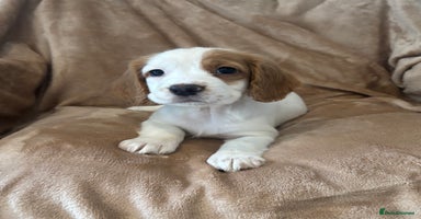 Cocker Spaniel dogs - Advert 6