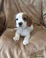 Cocker Spaniel dogs - Advert 9