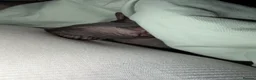 Sphynx cats for sale: Male sphynx kitten - Advert 5