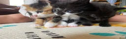 British Shorthair cats for sale: Kittens ready for new homes soon - Advert 1