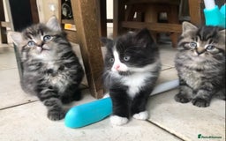 Ragdoll cats for sale: Long haired ragdoll cross mackerel tabby kittens  - Image 1