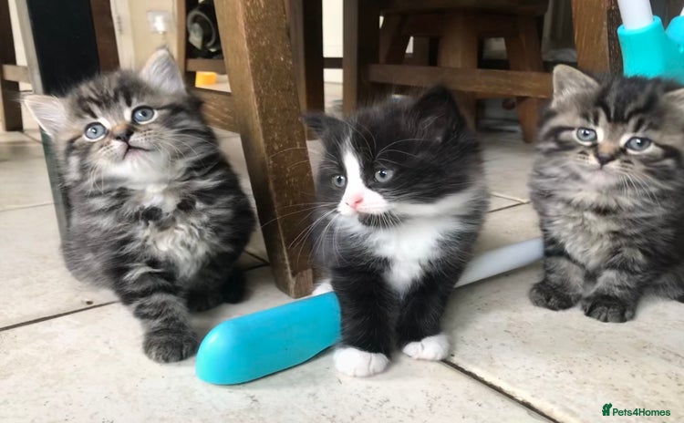 Ragdoll cats for sale - Advert 1