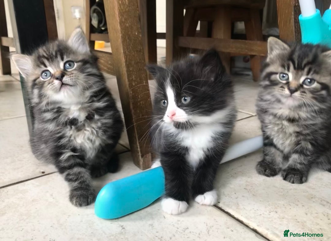 Ragdoll cats for sale: Long haired ragdoll cross mackerel tabby kittens  - Image 1