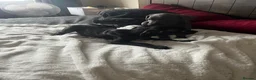 Mixed Breed dogs for sale: Weimaramer/cane corso pups in Shotts - Advert 24