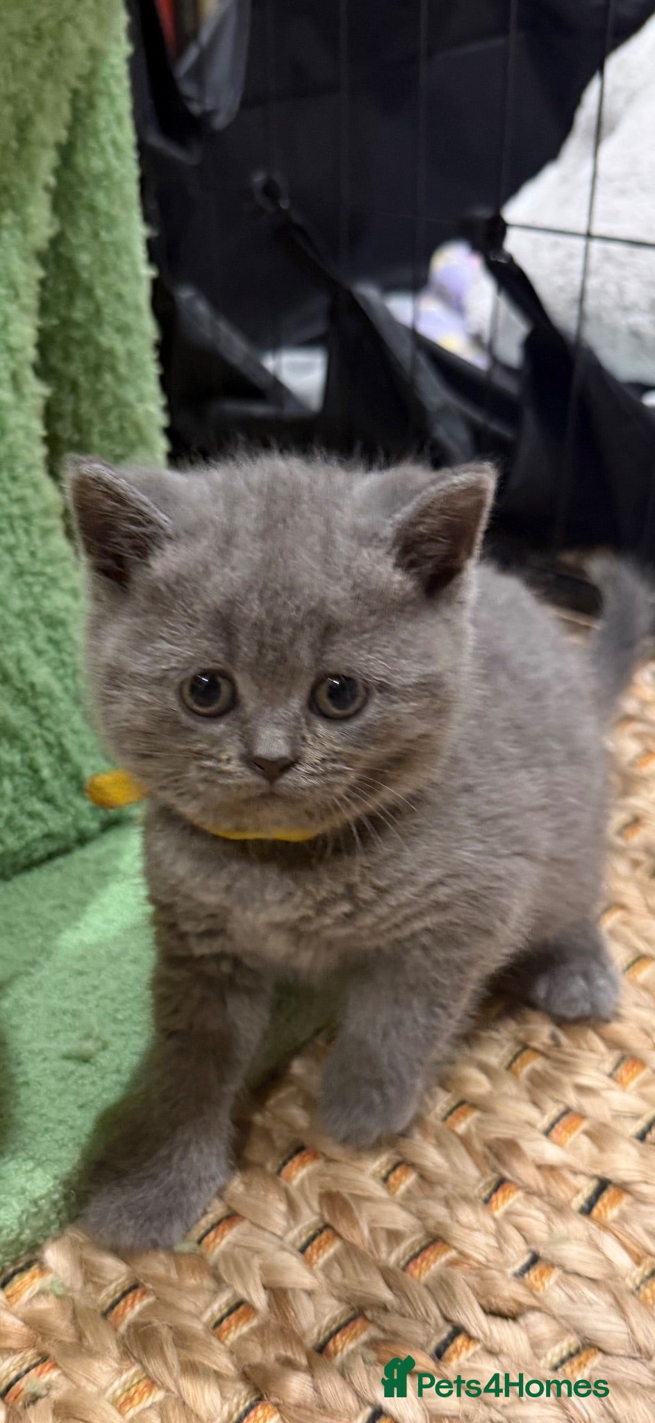 Scottish Fold cats Gorgeous Scottish Straight kittens - Advert 11